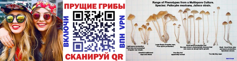 Псилоцибиновые грибы мухоморы Болохово